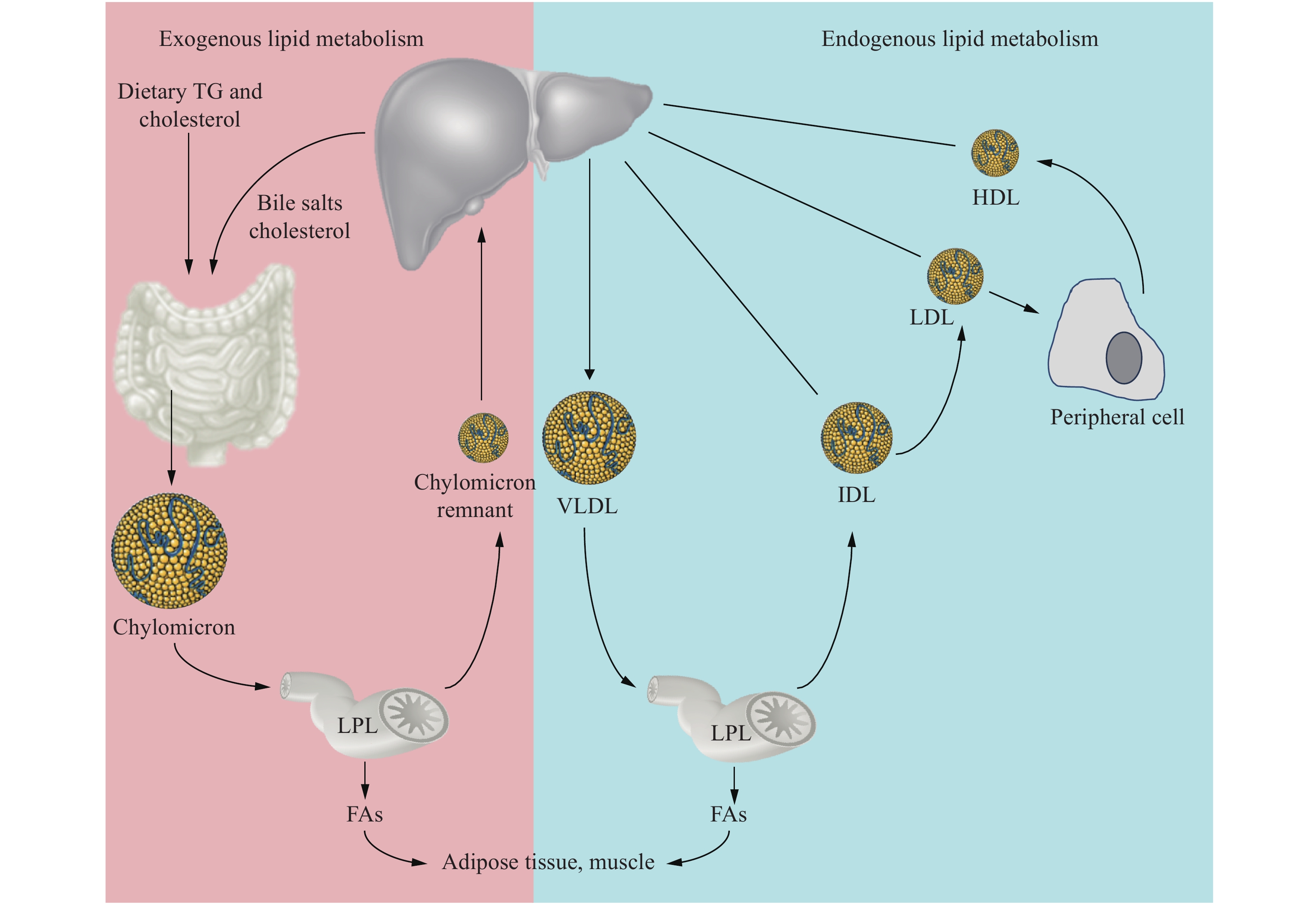 Postprandial dyslipidemia in insulin resistant states in adolescent