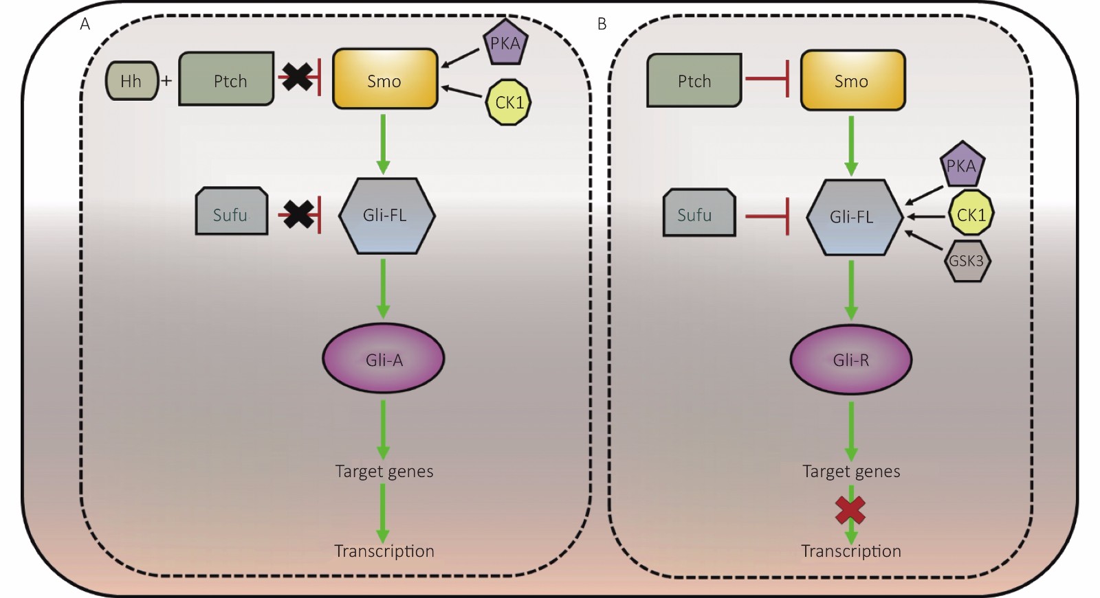Role of aberrant Sonic hedgehog signaling pathway in cancers and ...