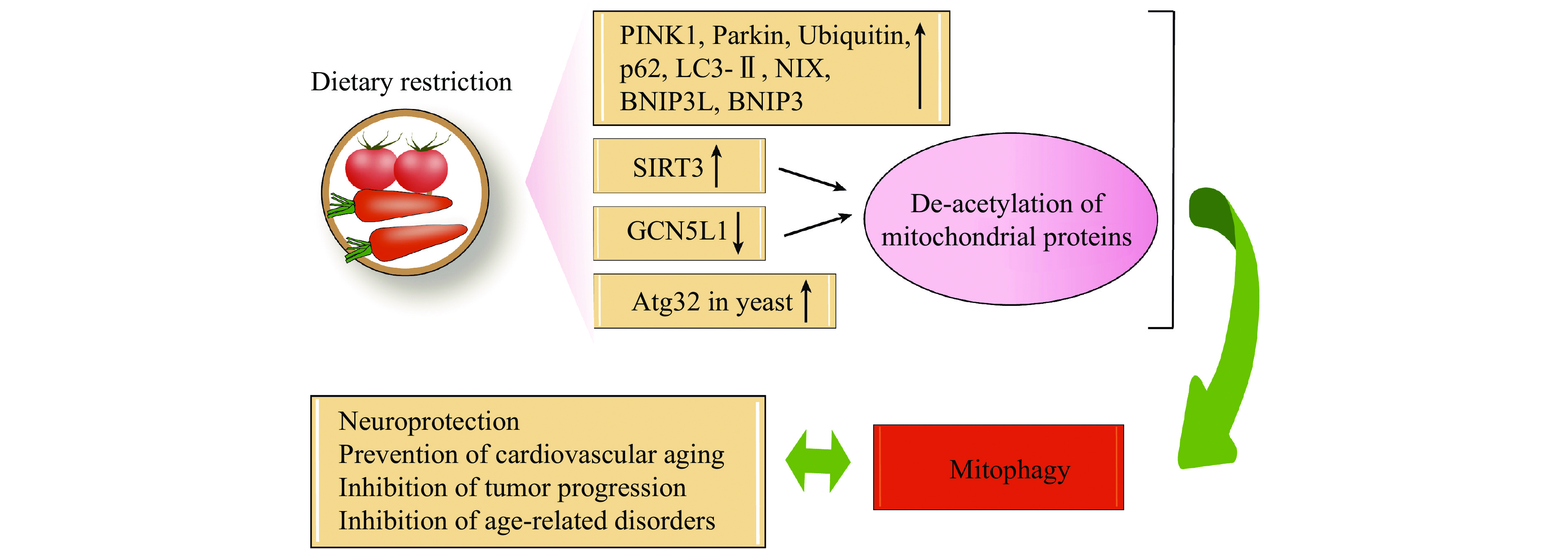 Role of mitophagy in the hallmarks of aging