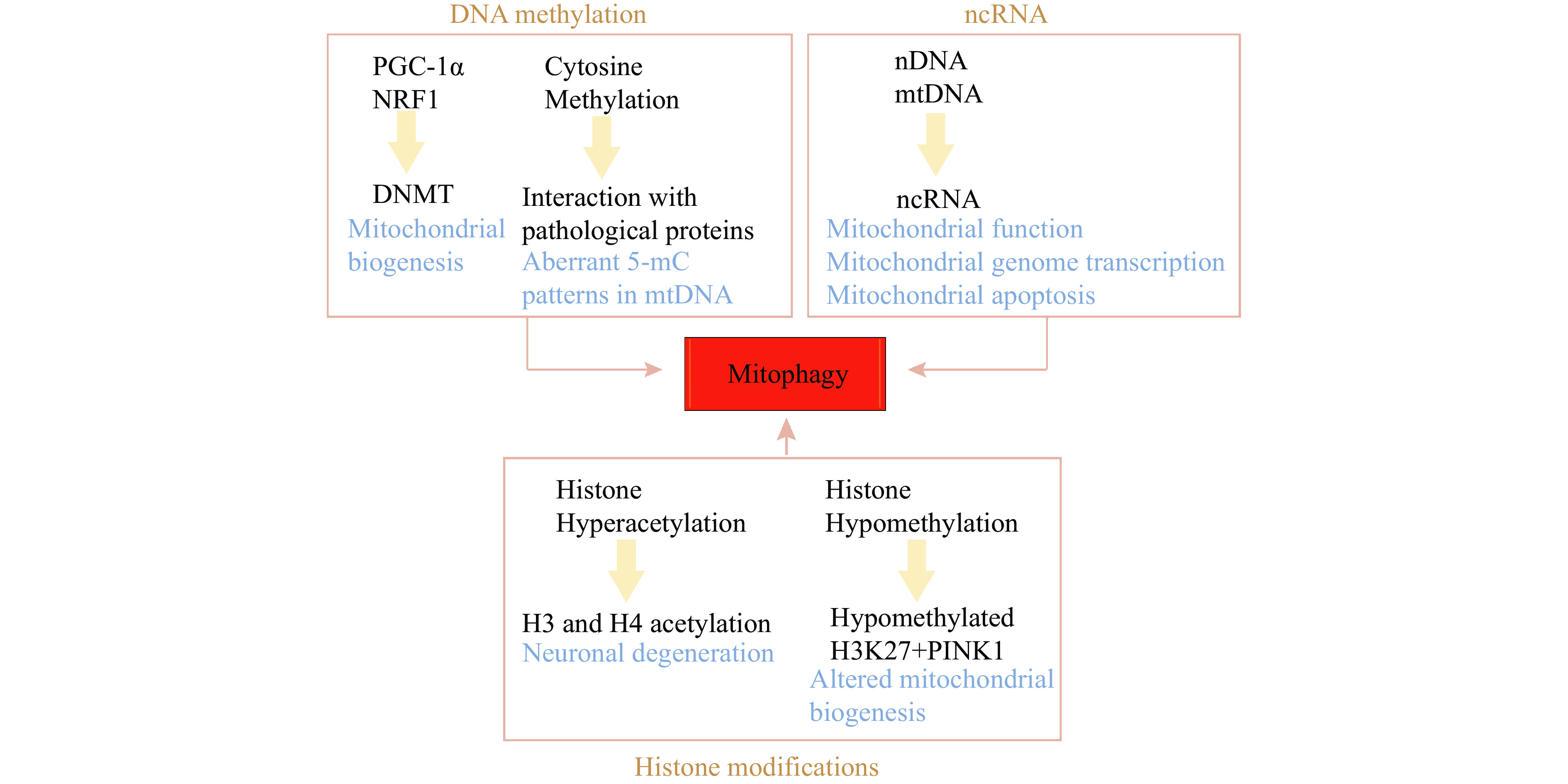 Role of mitophagy in the hallmarks of aging