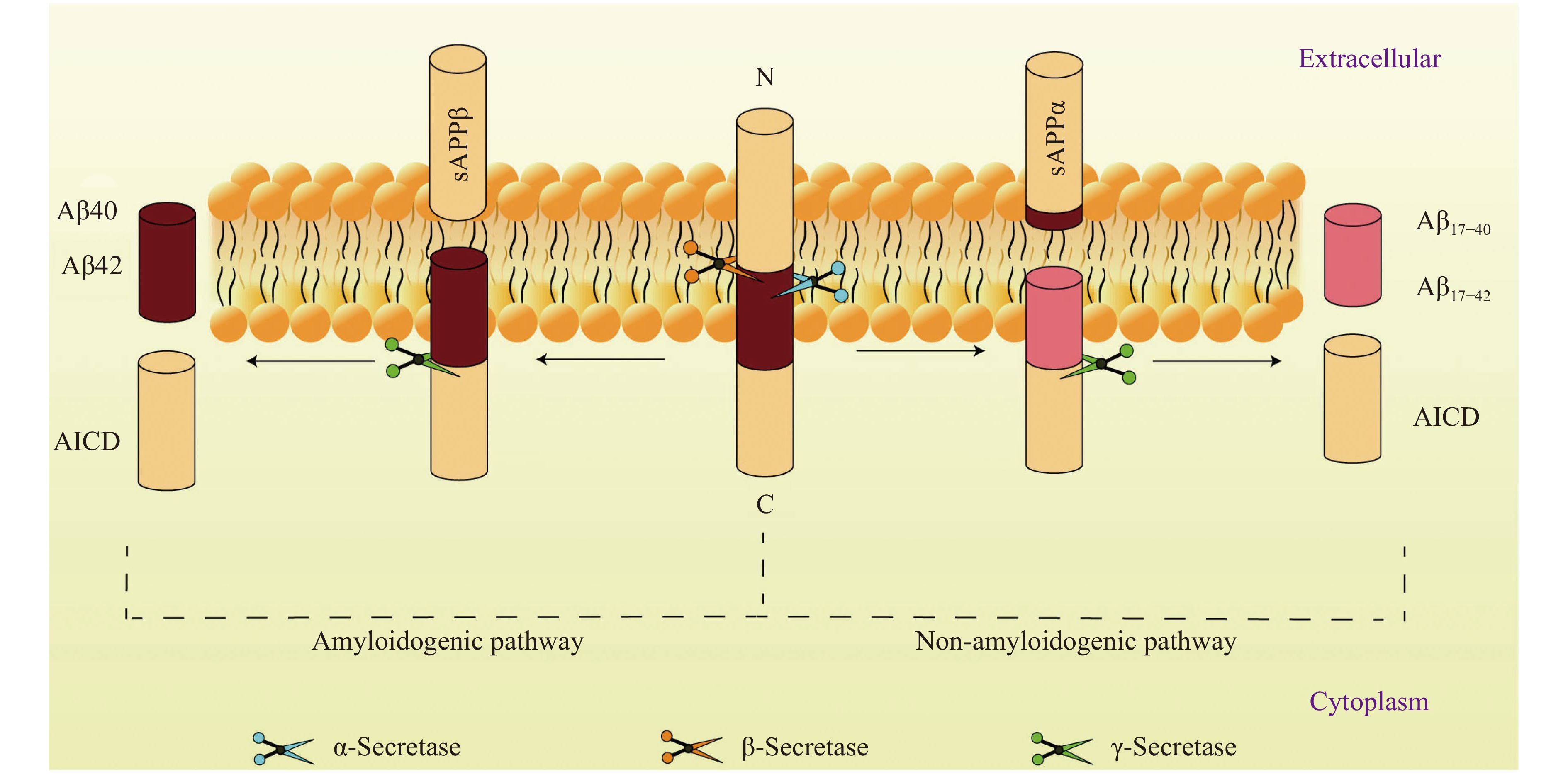 Amyloid Precursor Protein Processing And Alzheimer's Disease
